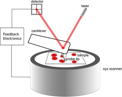 Atomic Force Microscopy Is a Potent Technique to Study Eosinophil Activation